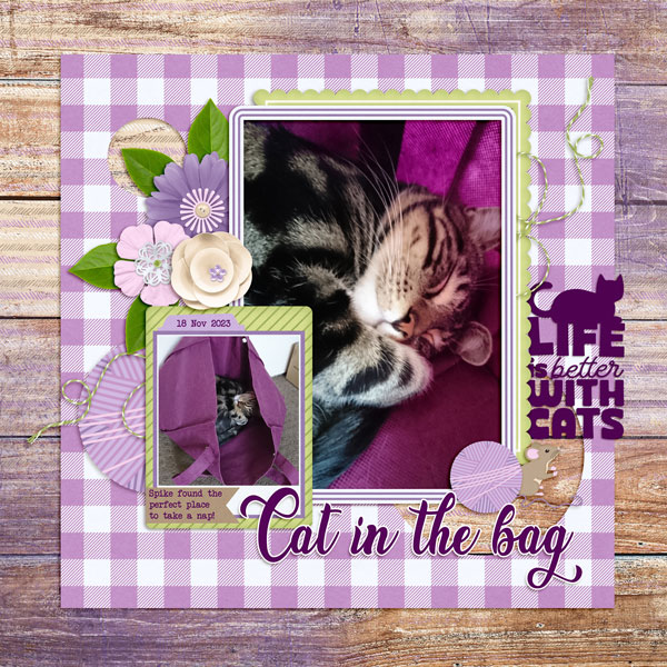 Cat in the bag