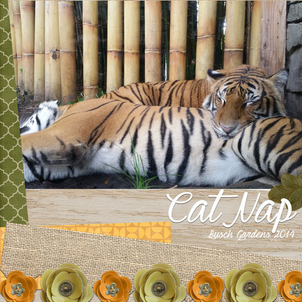 Cat Nap