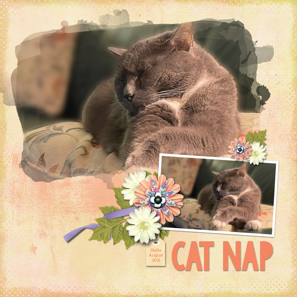 Cat Nap