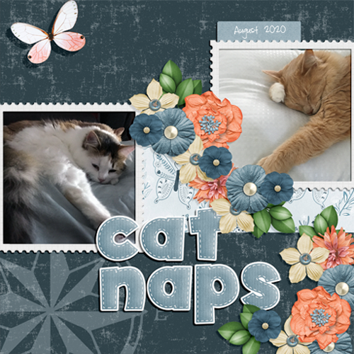 Cat Naps