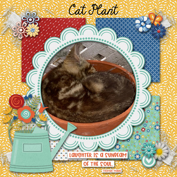 Cat Plant