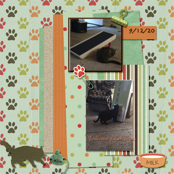 Cat + the Box