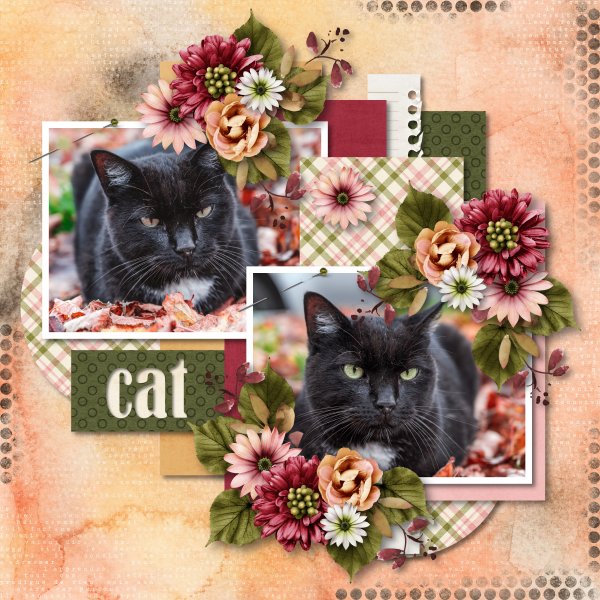 cat