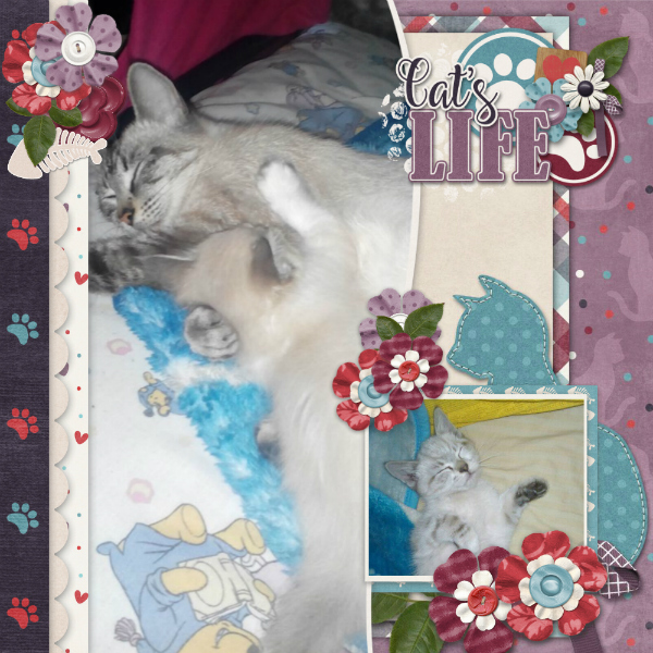 Cat_s_life