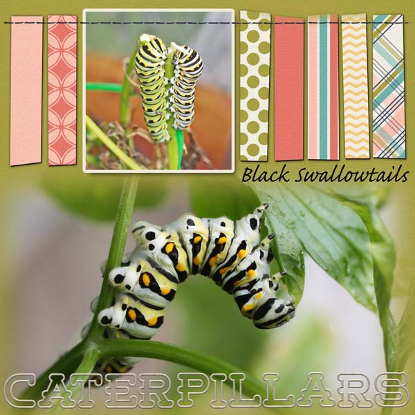 Caterpillars