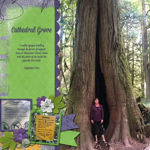 Cathedral Grove