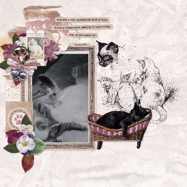 catified