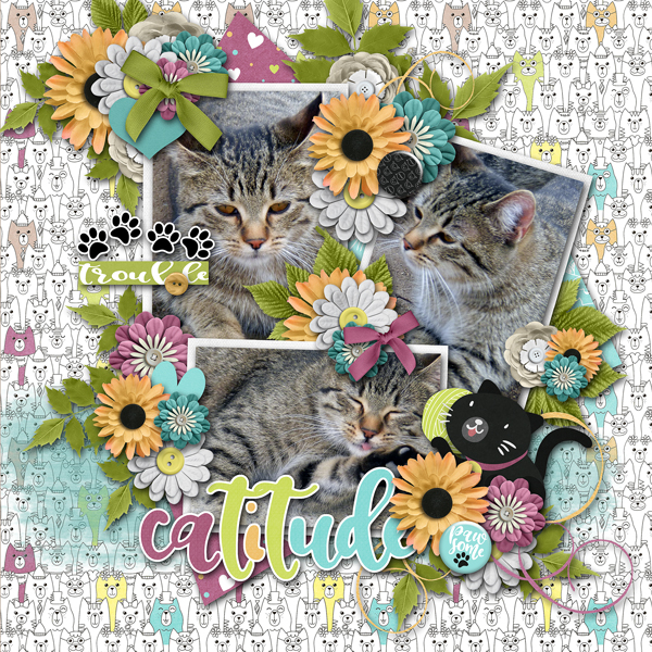 catitude