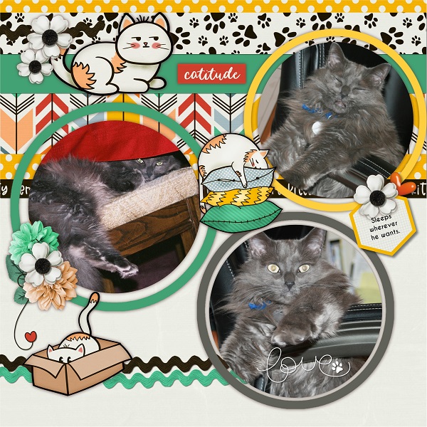 Catitude