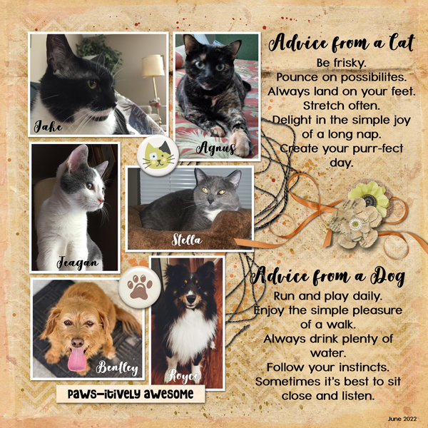 Cats and Dogs