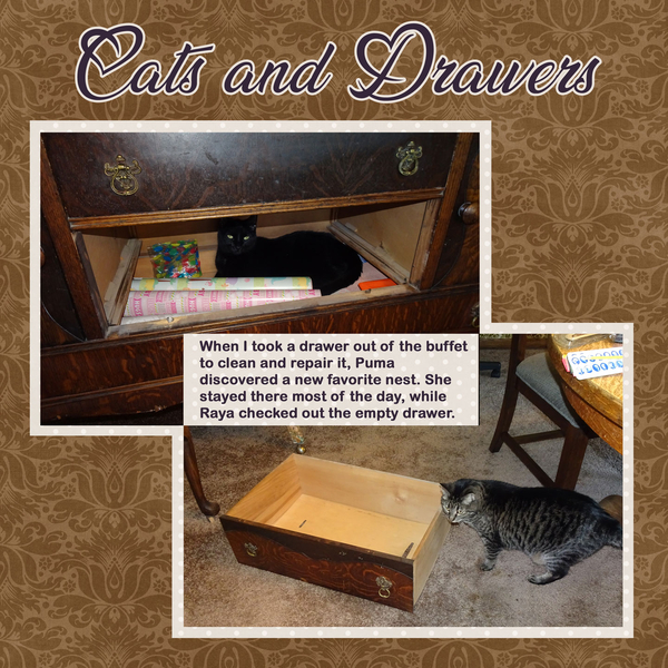 Cats and drawers