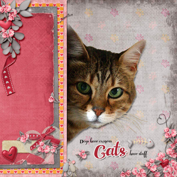 Cats have staff