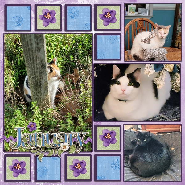Cats January 2024