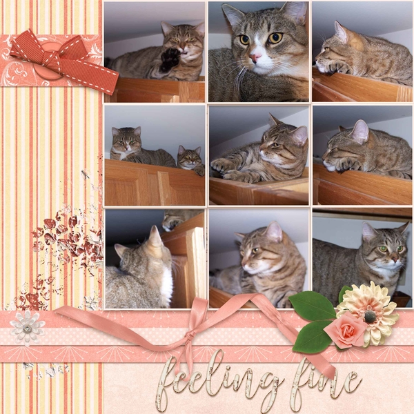 Cats on Top - Right
