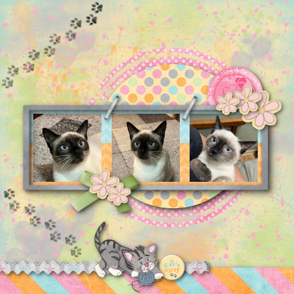 Cats Rule