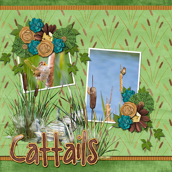 Cattails