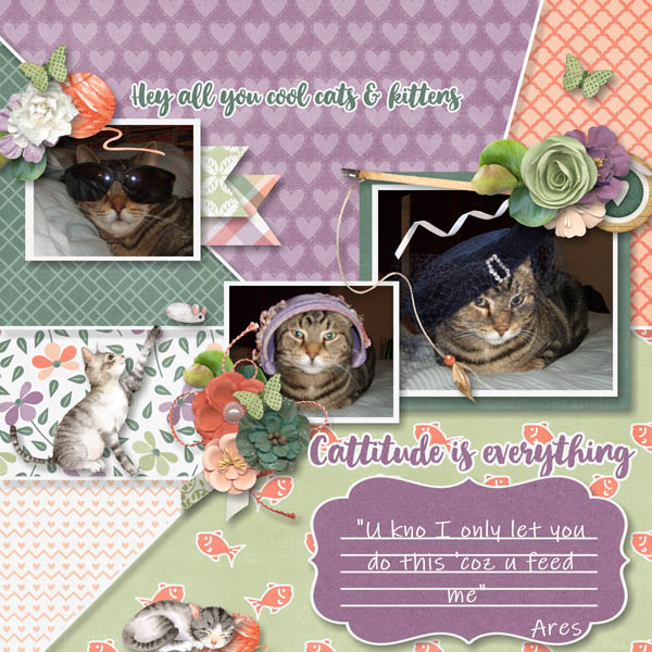 Cattitude Is Everything