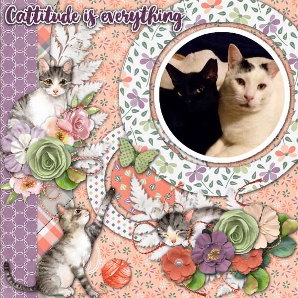 Cattitude