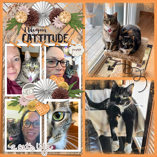 Cattitude