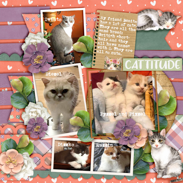 Cattitude5