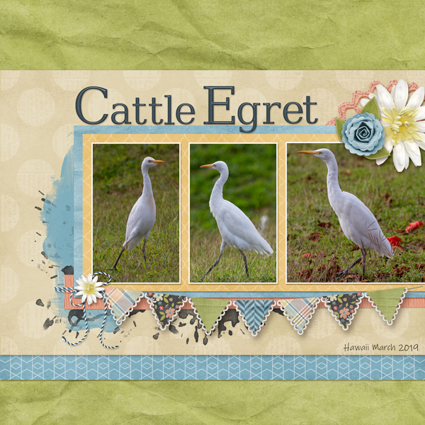 Cattle Egret - Speed Scrap