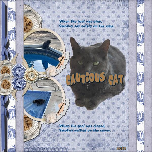 Cautious Cat