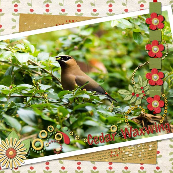 Cedar Waxwing