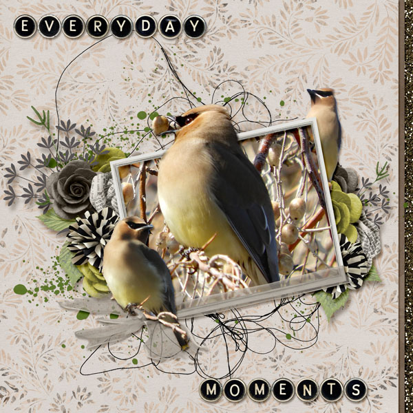 Cedar_Waxwing_small