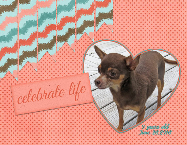 Celebrate Life