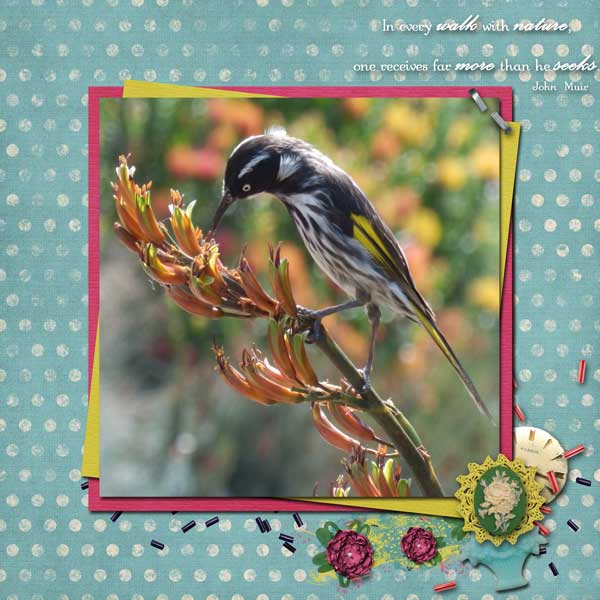 Charming Honeyeater