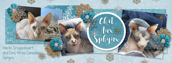 Chat Aux Sphynx