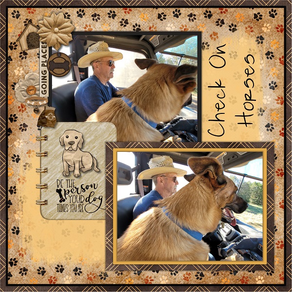 Check on Horses
