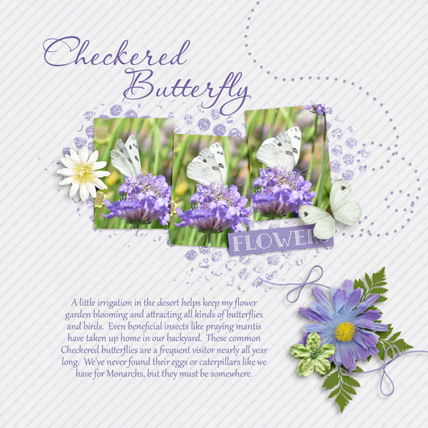 Checkered Butterfly