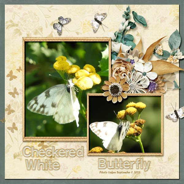 Checkered White Butterfly small.jpg