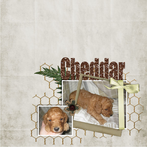 Cheddar-600