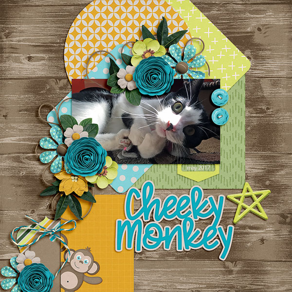 cheeky monkey