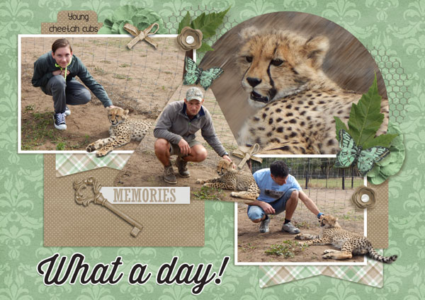 Cheetah cubs