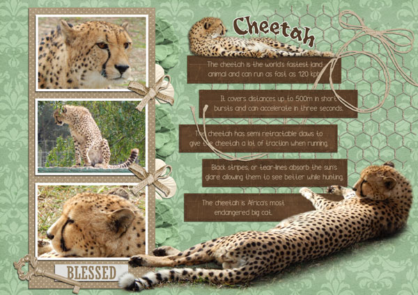 Cheetah