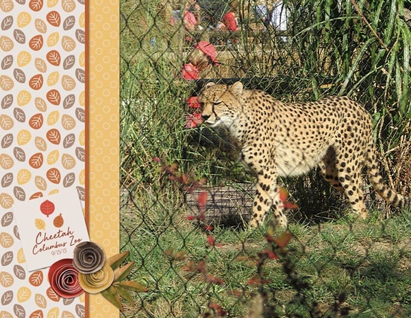 Cheetah