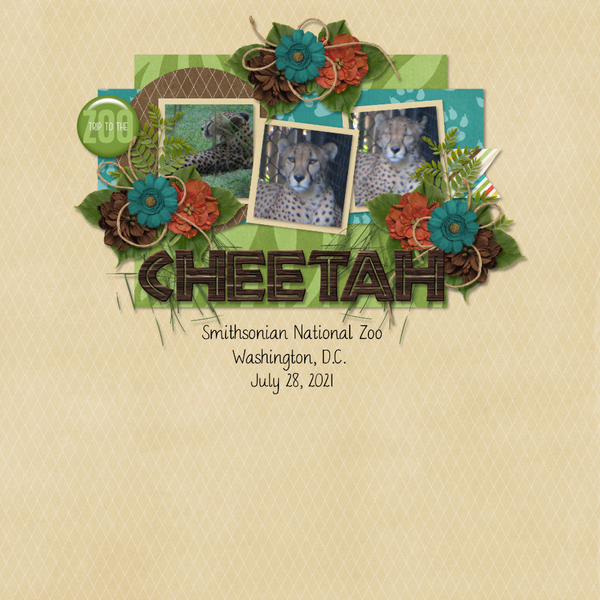 Cheetah