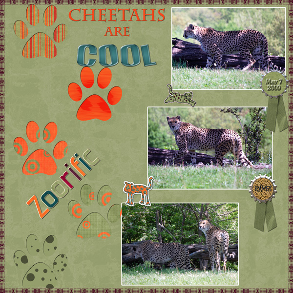 Cheetahs