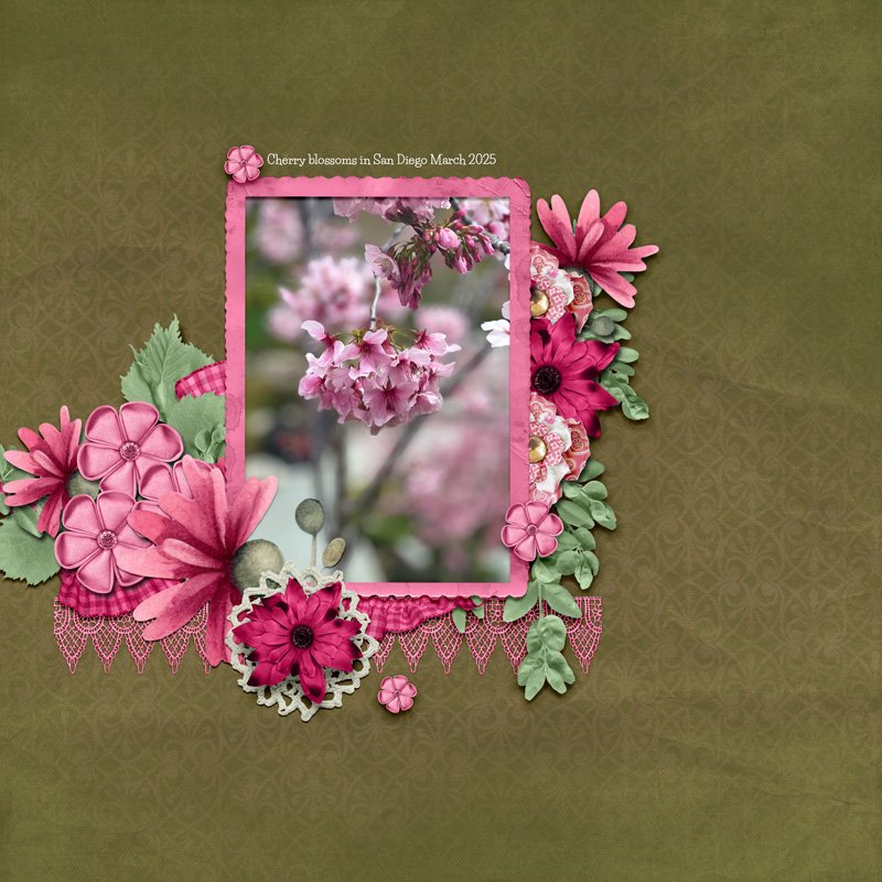 Cherry blossom.jpg