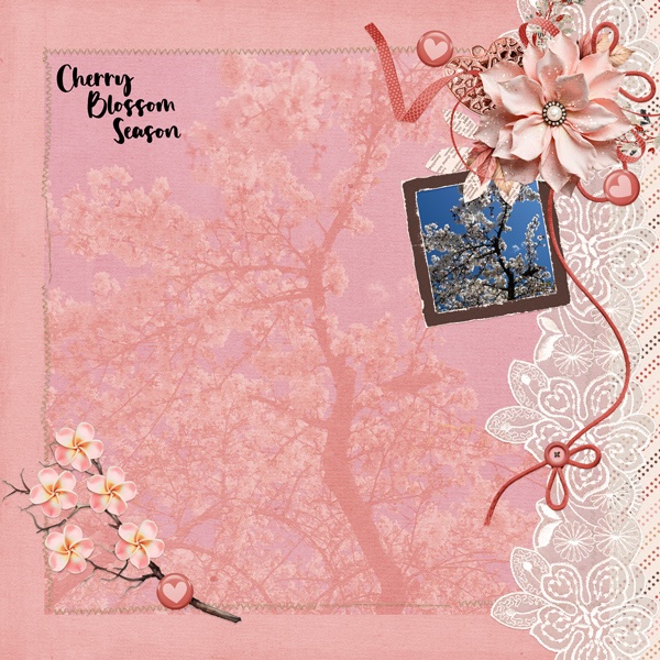 Cherry Blossom Season