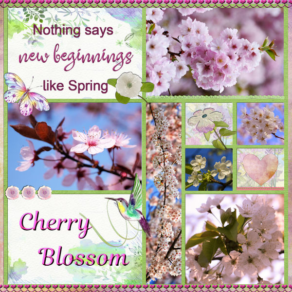 Cherry Blossom