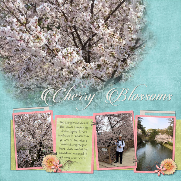 Cherry Blossoms in Japan