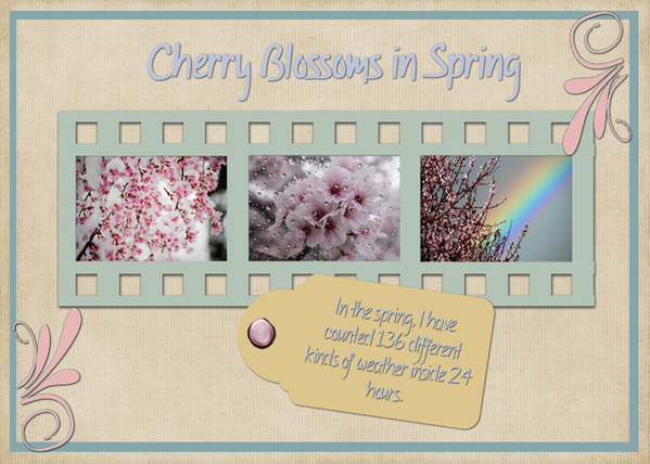 Cherry Blossoms in Spring