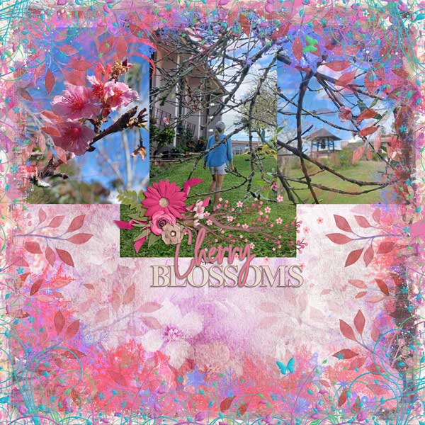 Cherry-Blossoms-webv.jpg