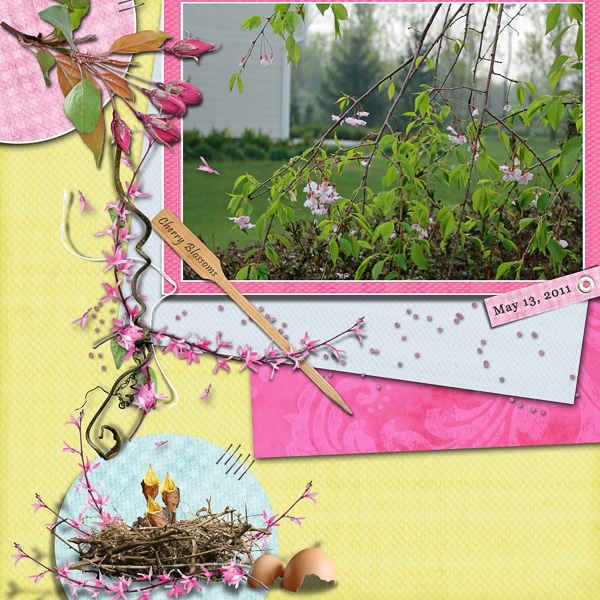 Cherry Blossoms