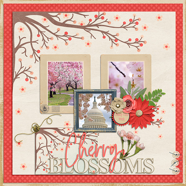 Cherry Blossoms