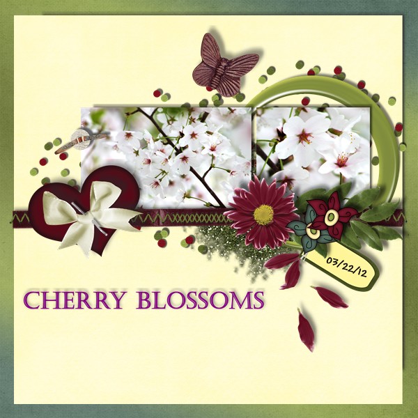 Cherry Blossoms